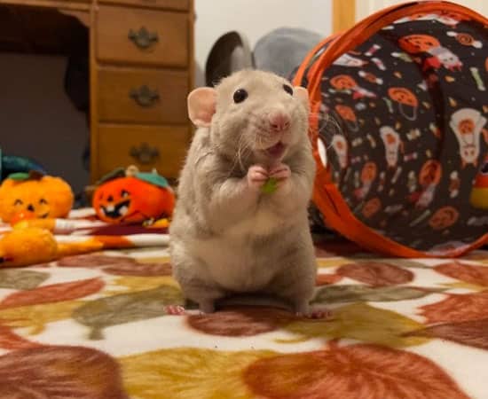 A gray and white rat stands on its hind legs, holding food with its front paws. Behind it are Halloween-themed plush pumpkins and a festive tunnel—a scene sure to delight any veterinarian who loves cozy moments with pets.