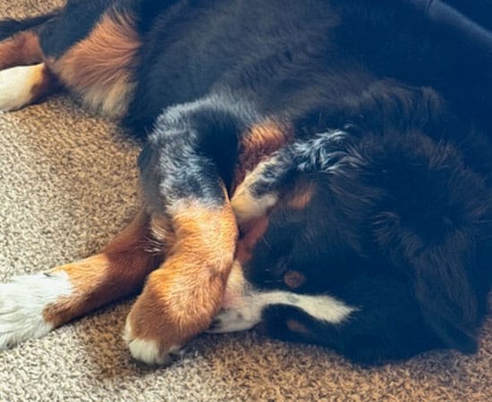 A large black, brown, and white dog is lying on its side on a carpet, covering its nose with its paw after a visit to the vet.