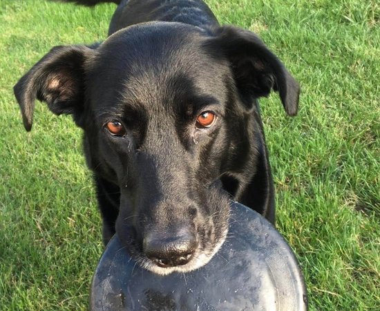 Macy, a black dog, standing in the grass with her black frisbee in her mouth, looking up at the camera.