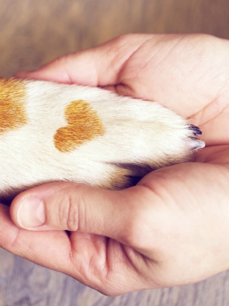 A veterinarian gently holds a dog's paw, which has a heart-shaped brown spot on its white fur.